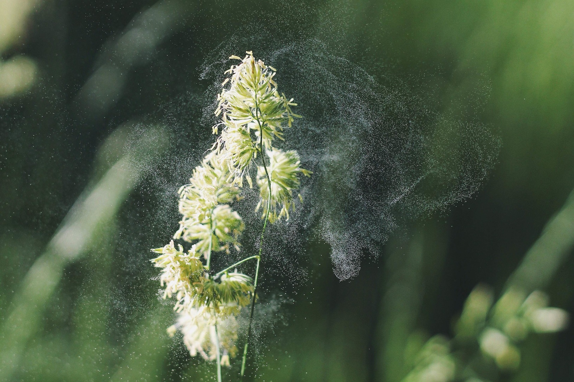 A Seasonal Guide to Allergies
